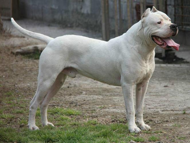 杜高犬