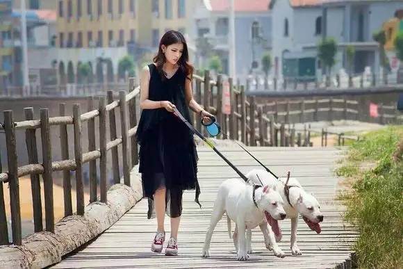 杜高犬