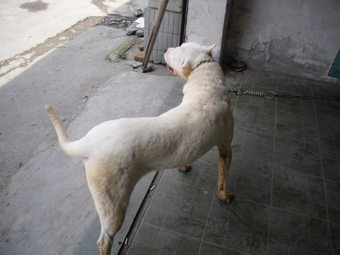杜高犬