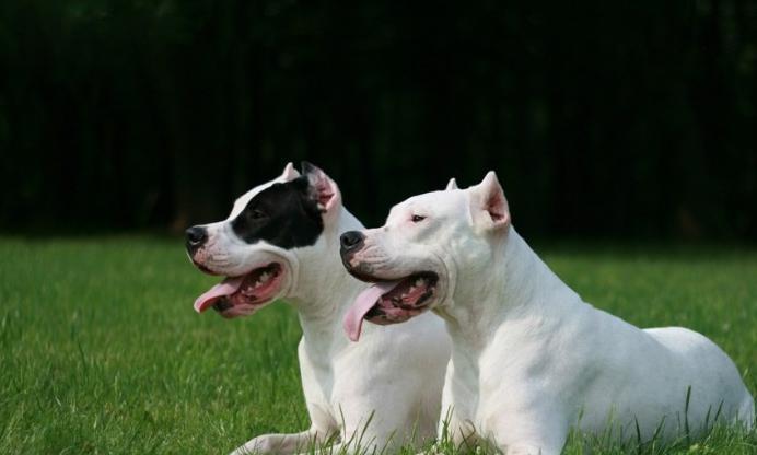 杜高犬