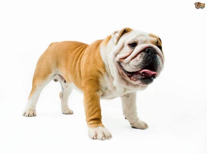 斗牛獒犬