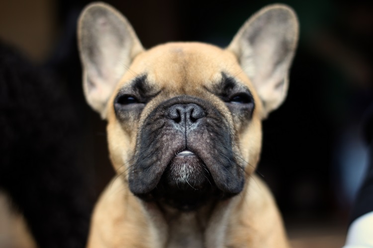 斗牛獒犬