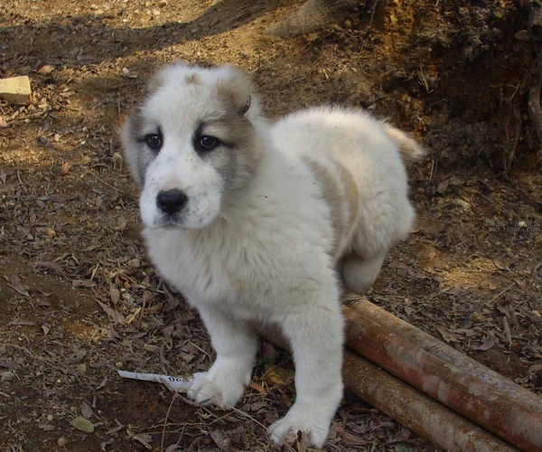 德国獒犬