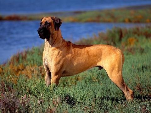 德国獒犬
