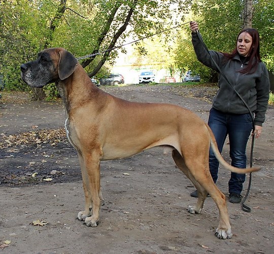德国獒犬