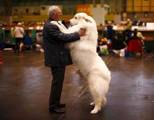 大白熊犬