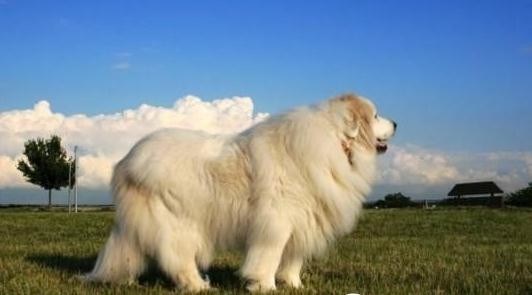大白熊犬