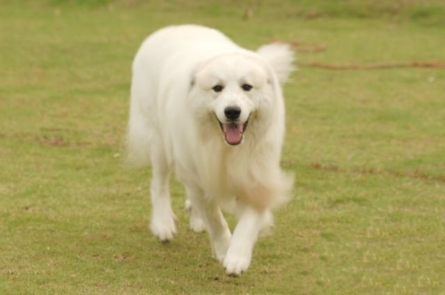 大白熊犬