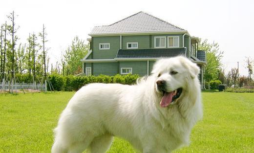 大白熊犬