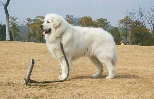 大白熊犬