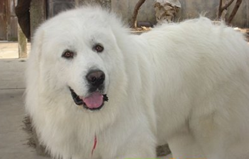 大白熊犬