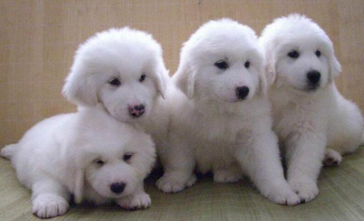 大白熊犬