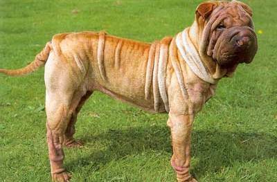 中国沙皮犬