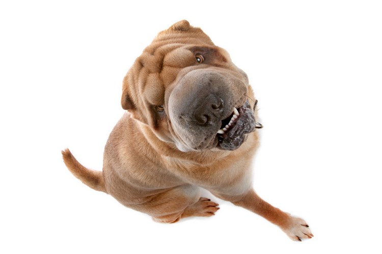 中国沙皮犬