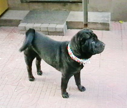 中国沙皮犬
