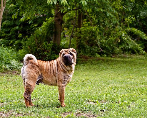 中国沙皮犬