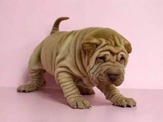 中国沙皮犬