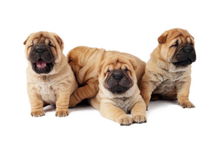 中国沙皮犬