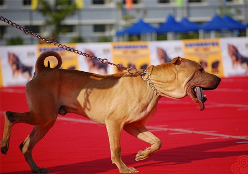 中国沙皮犬