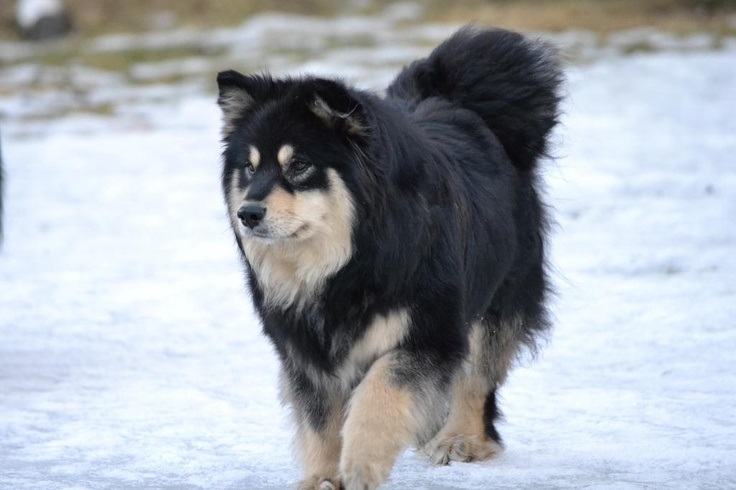 芬兰拉普猎犬