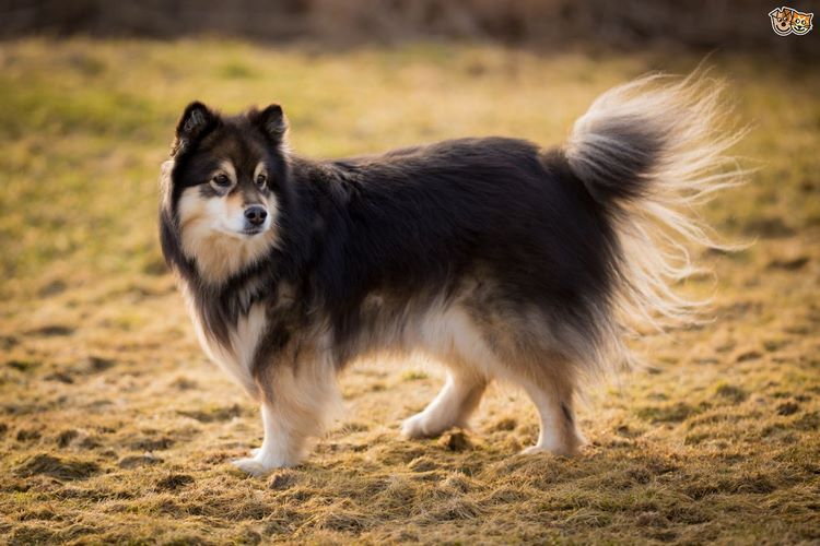 芬兰拉普猎犬