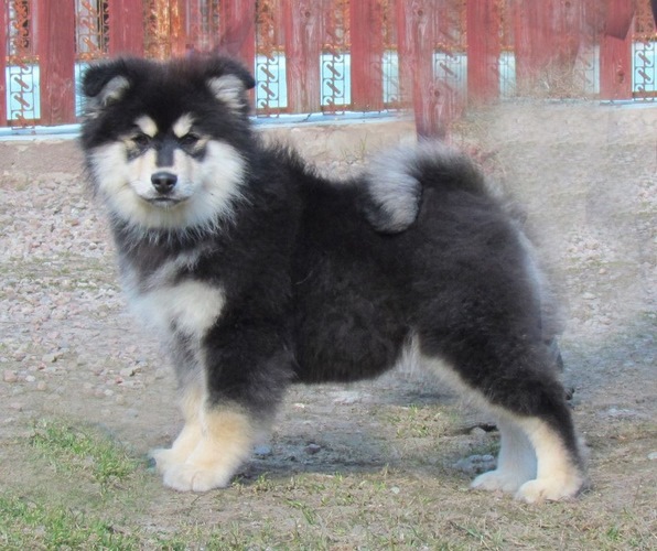 芬兰拉普猎犬