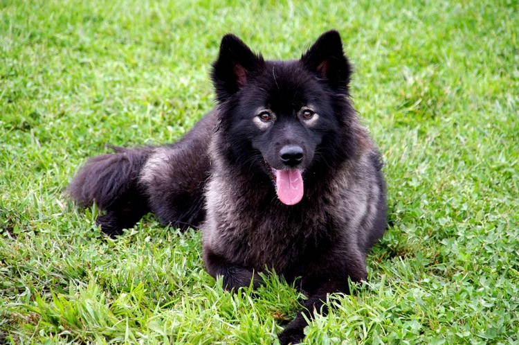 芬兰拉普猎犬