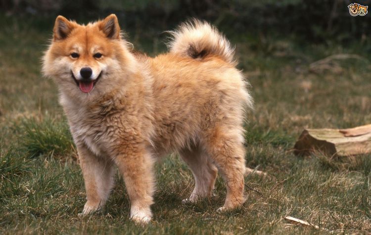 芬兰拉普猎犬