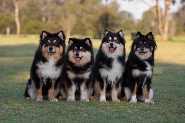 芬兰拉普猎犬