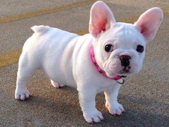 法国斗牛犬
