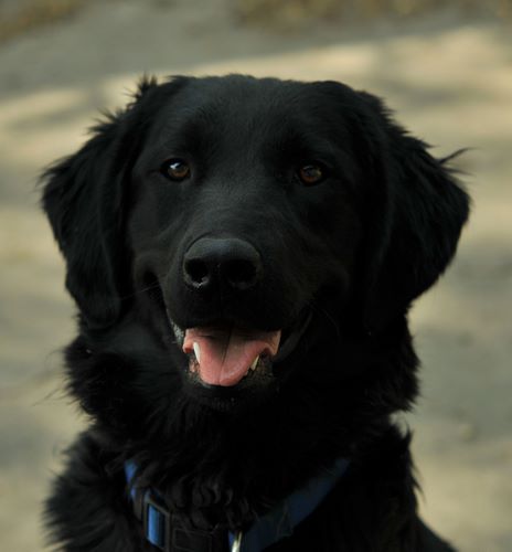 弗莱特寻回犬