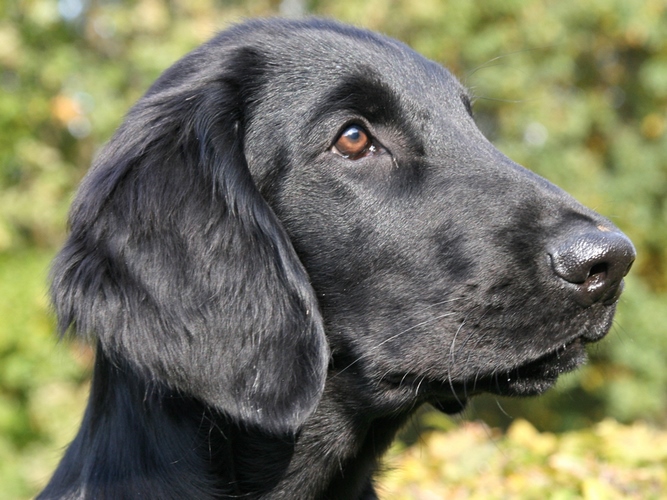 弗莱特寻回犬