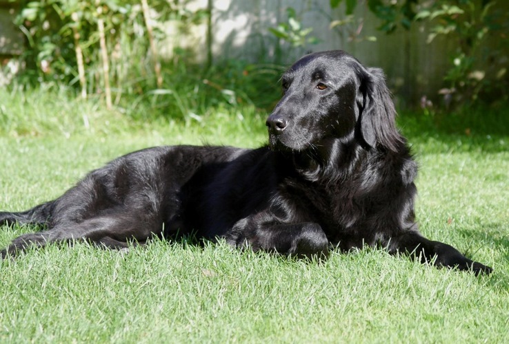 弗莱特寻回犬