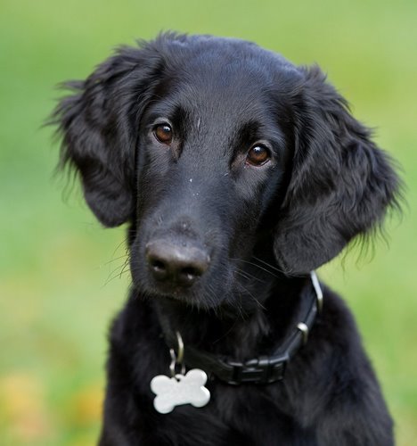 弗莱特寻回犬
