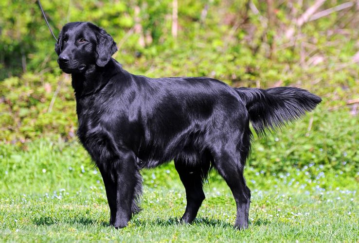 弗莱特寻回犬