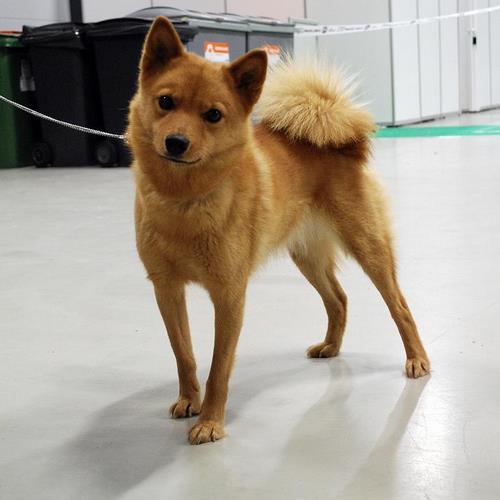芬兰波美拉尼亚丝毛狗