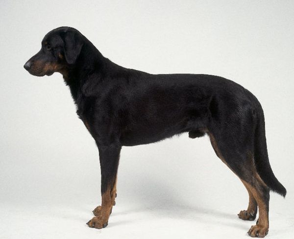 法国狼犬