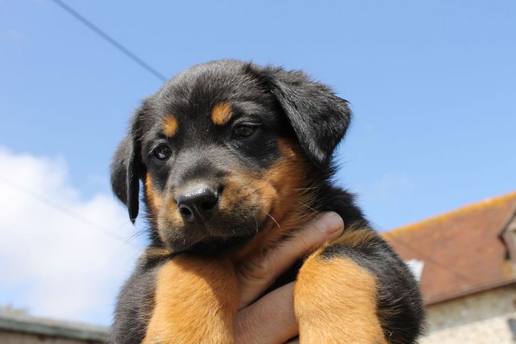 法国狼犬