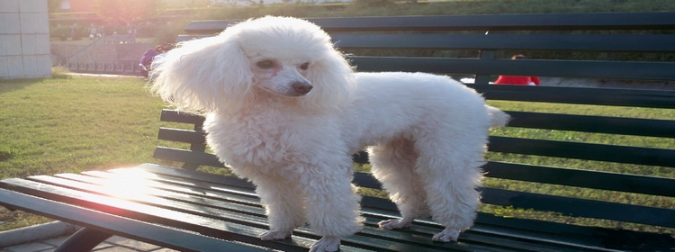 贵妇犬
