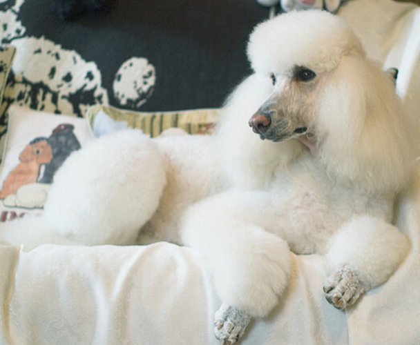 贵妇犬