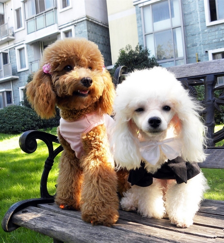 贵妇犬