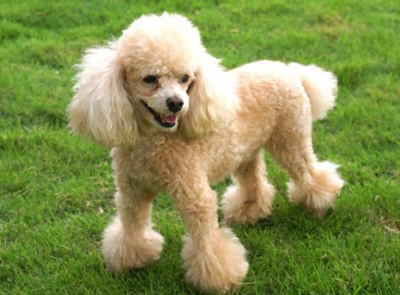 贵妇犬