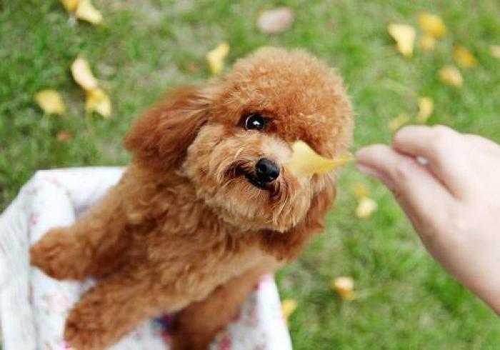 贵妇犬
