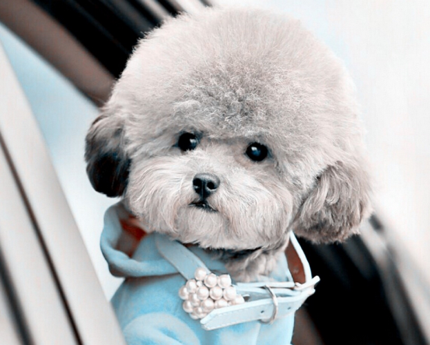 贵妇犬