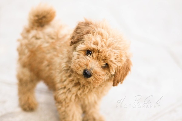 贵妇犬