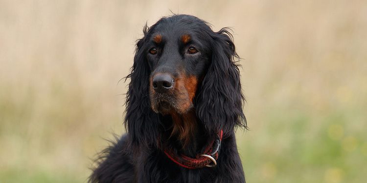 戈登雪达犬