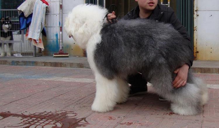 古代牧羊犬