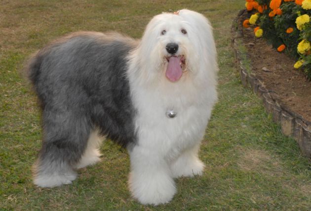 古代牧羊犬