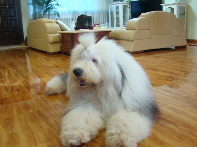 古代牧羊犬