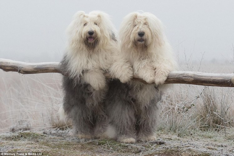古代牧羊犬
